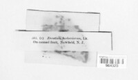 Aspergillus glaucus image